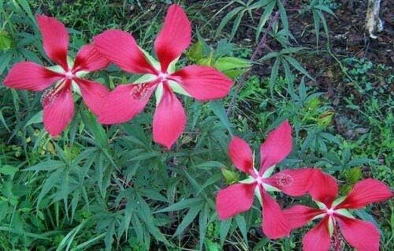 Hibiscus Coccineus Texas Star Jocad (10 Seeds)