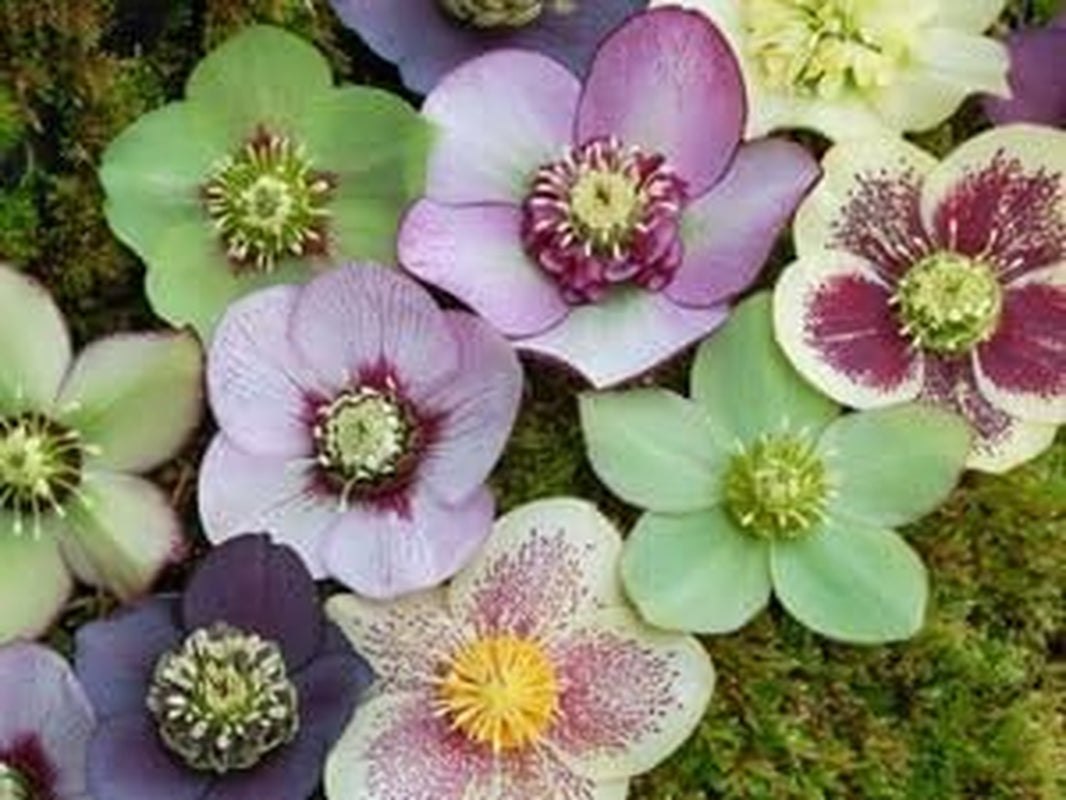 NEW! 15+ ROSE HELLEBORUS CHRISTMAS ROSE FLOWER SEEDS / WINTER BLOOMING PERENNIAL
