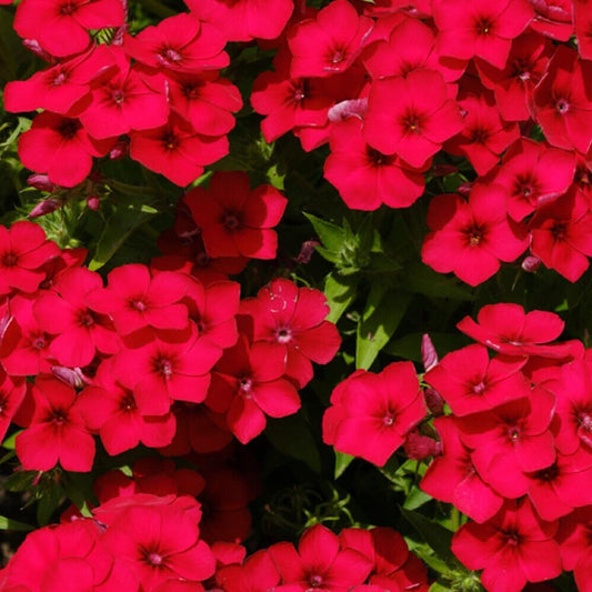 100 Seeds Red Scarlet Phlox Drummondii Flower - Organic Fresh Seeds for Planting - Live Flower Seeds