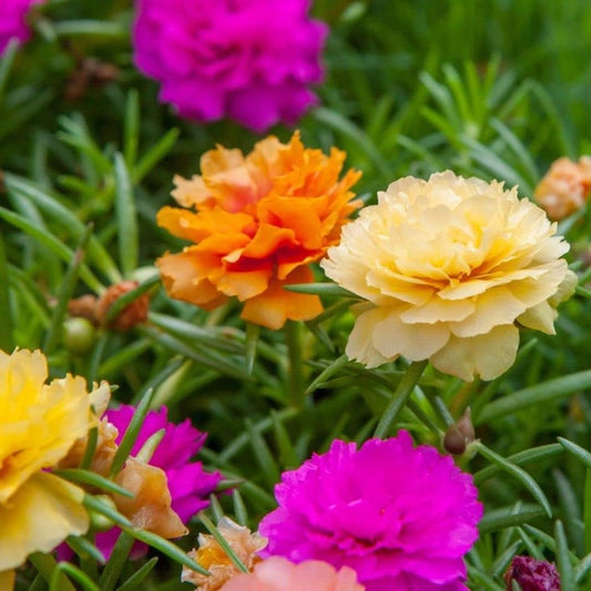 Portulaca Grandiflora Seed Mix Garden Purslane Double Flower Moss Rose about 1100 Seeds