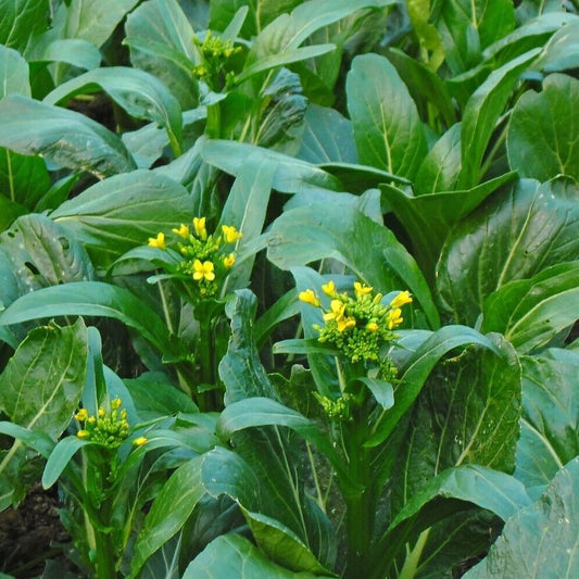 2000 Seeds Yu Choy Sum, Jung Green - Organic Fresh Seeds for Planting - Seeds for Home and Garden