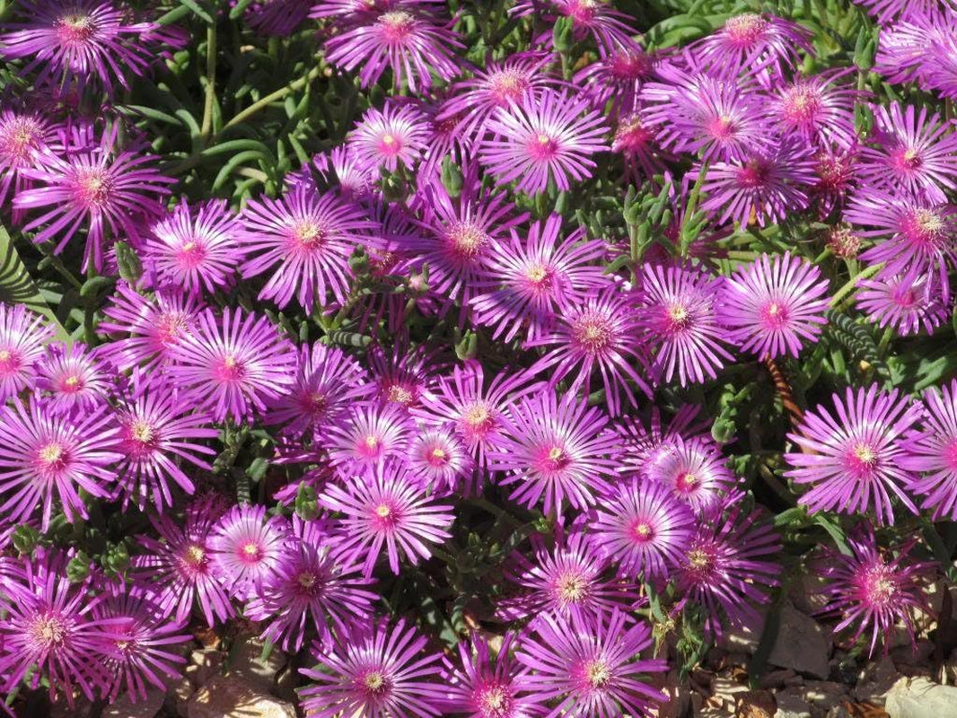 25 Table Mountain ICE Plant Magenta Fuchsia Delosperma Cooperi Flower Seeds