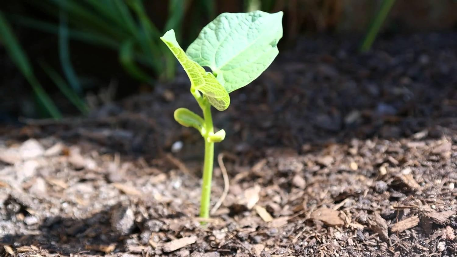 White Half Runner Bean (1 Oz Seed Pack). Yields an Early, Heavy Crop of Tender Green Pods and Sweet Flavor.
