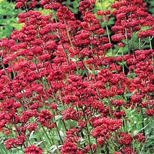 Jupiter'S Beard- Red- 50 Seeds