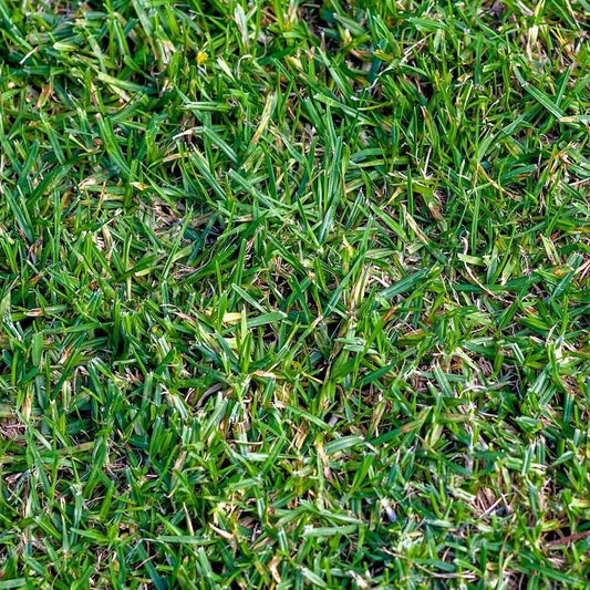 1 Oz Buffalo Grass Native Grass Seeds - Organic Fresh Seeds for Planting - Live Seeds for Home and Garden