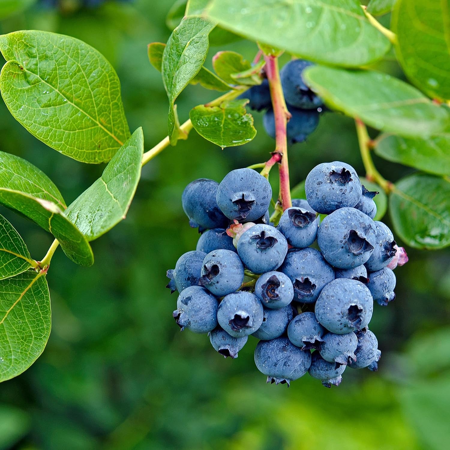 50 BLUEBERRY Northern Highbush Mix (Pre-Stratified) Fruit Bush Vaccinium Corymbosum Seeds