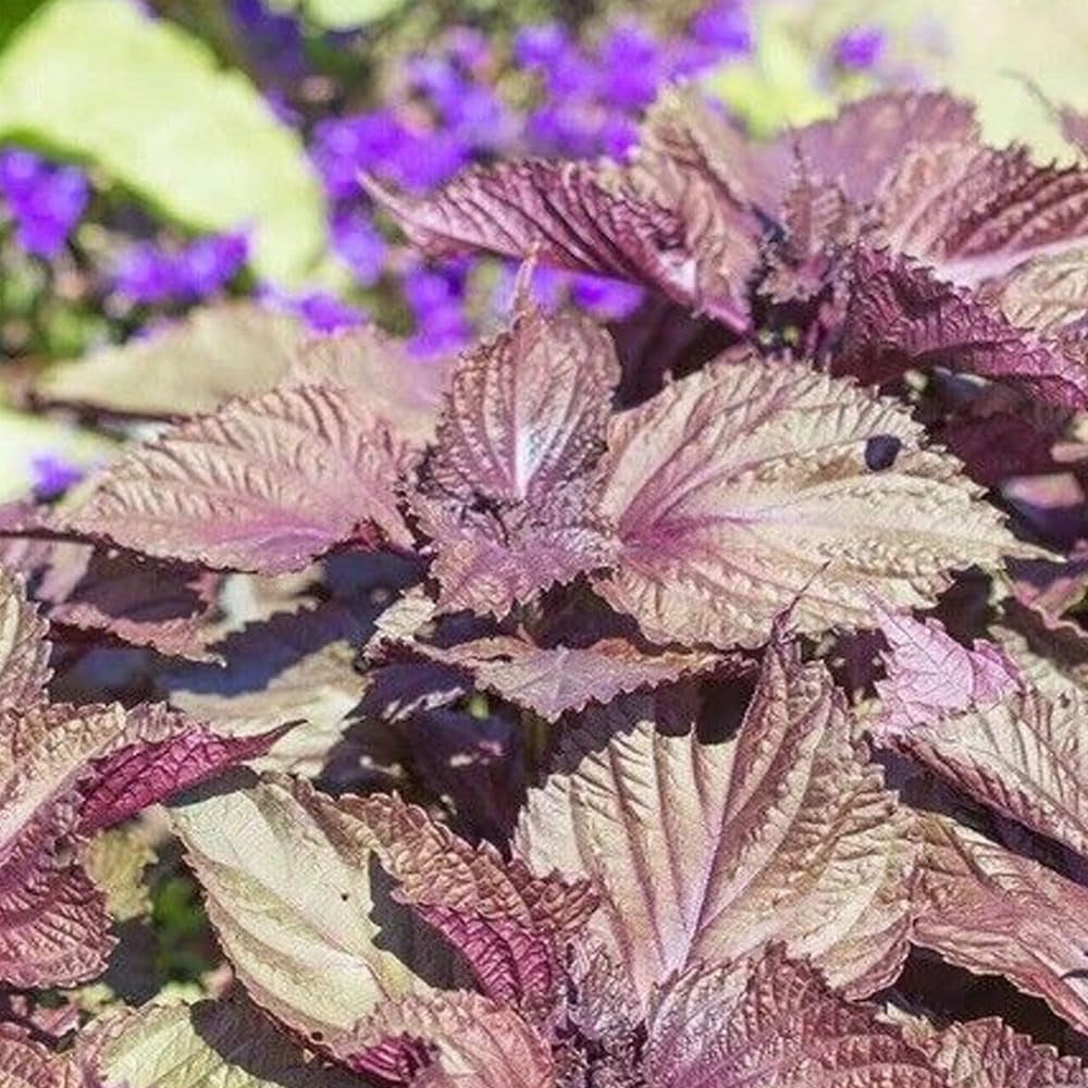 Shiso 350 Seeds Purple Perilla Red Mint Aroma Frilled Leaves Salad Herbs - Organic Fresh Seeds for Planting - Live Seeds for Hoe and Garden