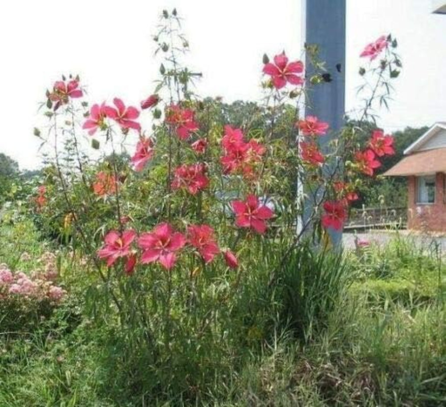 Hibiscus Coccineus Texas Star Jocad (10 Seeds)