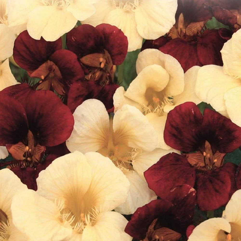 15 Seeds Nasturtium Flower - Night & Day Mix for Planting - Organic Plant Seeds for Home and Garden
