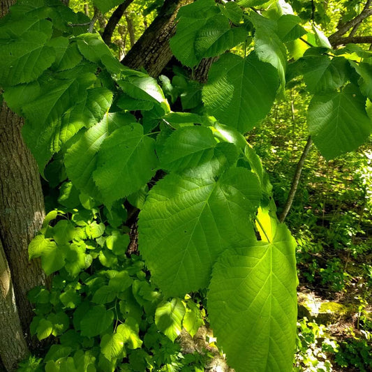 8 Seeds American Linden, Basswood Tree Tilia Americana - Organic Fresh Seeds for Planting - Live Seeds for Home and Garden
