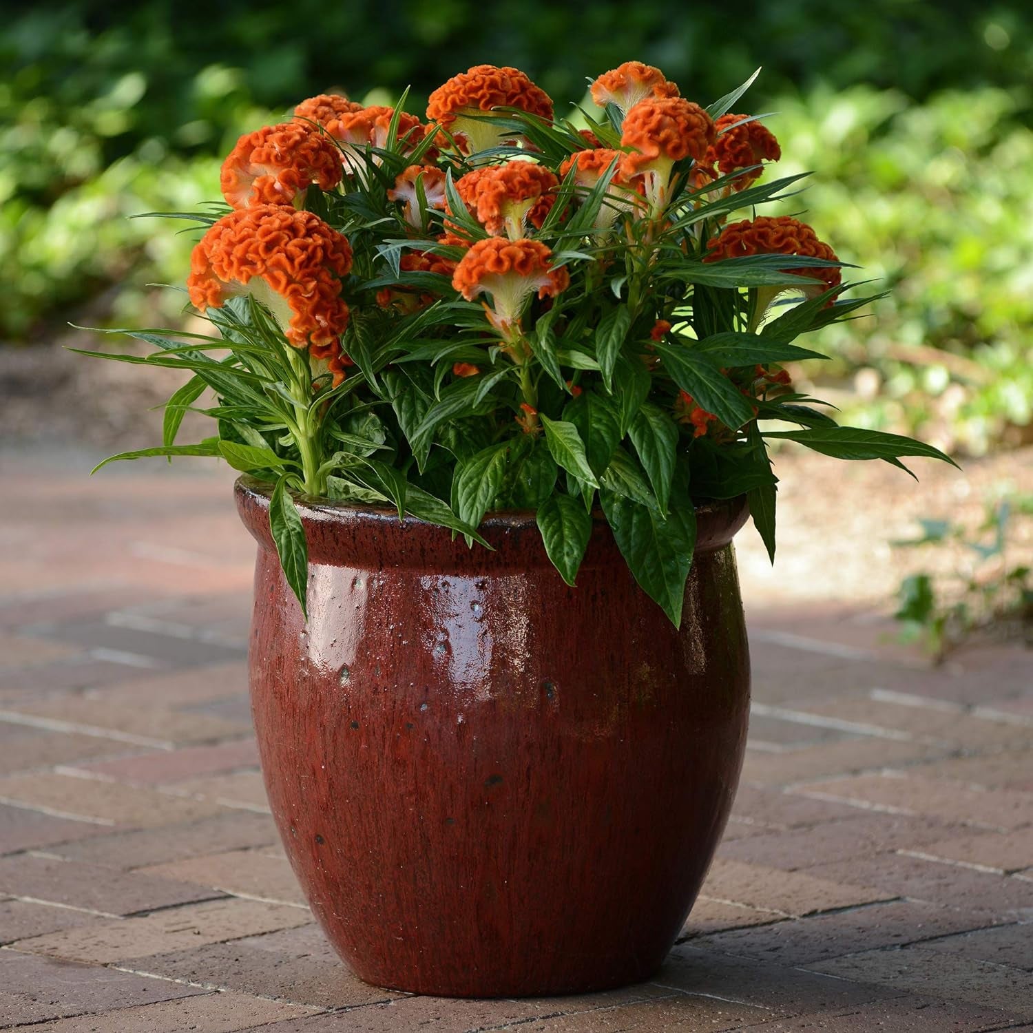 30+ Orange Colored Cockscomb / Celosia Flower Seeds Reseeding Annual