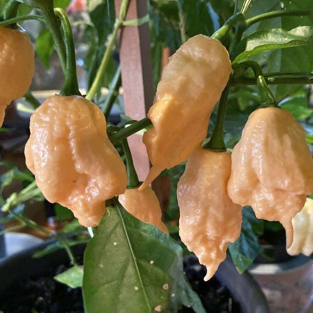 10 Seeds Peach Ghost Scorpion - Seeds Hot Pepper - Organic Fresh Pepper Seeds for Planting - Live Seeds for Home and Garden