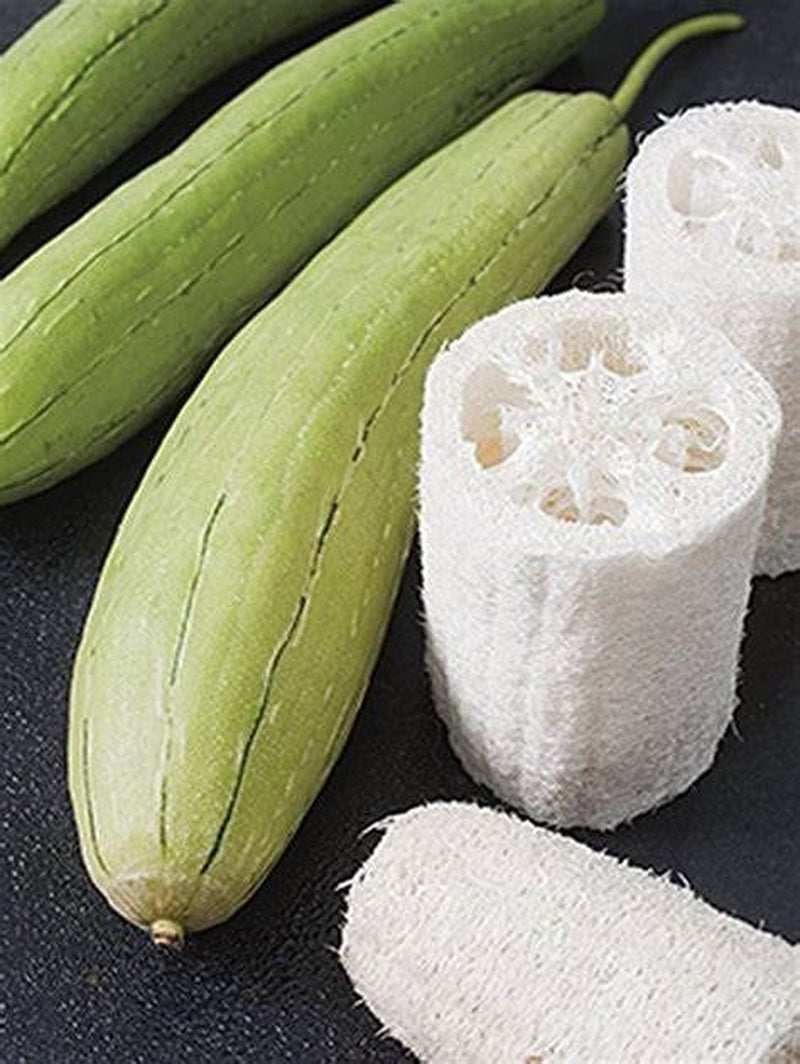 (20) Asian Vegetable Edible Luffa Seeds , Long Smooth Sponge Gourd, Muop Huong
