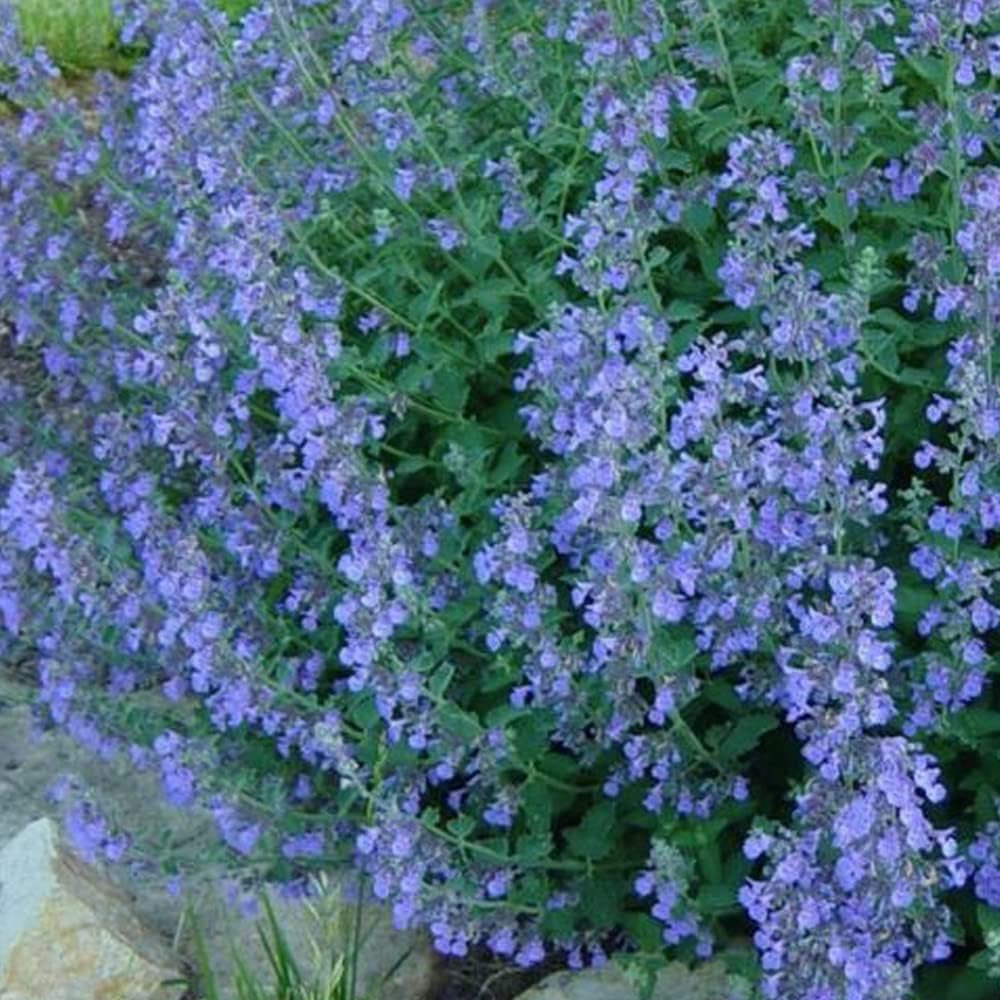 200 Seeds Lavender Blue Heirloom Perennial Teas Insect Repellant - Seeds Catmint Organic Fresh Seeds for Planting - Live Seeds for Home and Garden