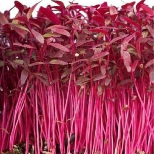 1000 Red Garnet Amaranth Seeds Red Spinach Kiwicha Microgreens Garden Seeds - Organic Fresh Seeds for Planting - Seeds for Home and Garden