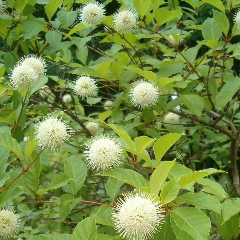 Buttonbush 70 Seeds - Honeyball Shrub (Cephalanthis Occidentalis) - Organic Fresh Seeds for Planting - Seeds for Home and Garden