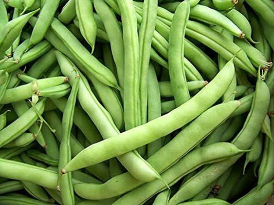White Half Runner Bean (1 Oz Seed Pack). Yields an Early, Heavy Crop of Tender Green Pods and Sweet Flavor.
