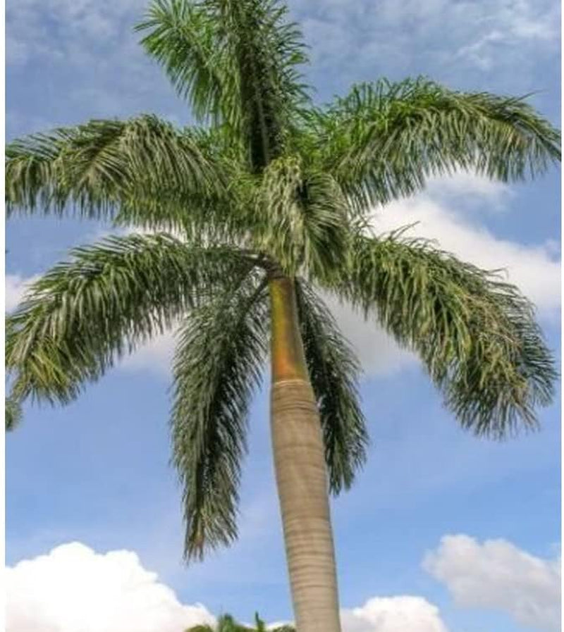 20 Seeds Ornamental Palm Tree Cuban Royal Palm Tree Seeds, Roystonea Regia