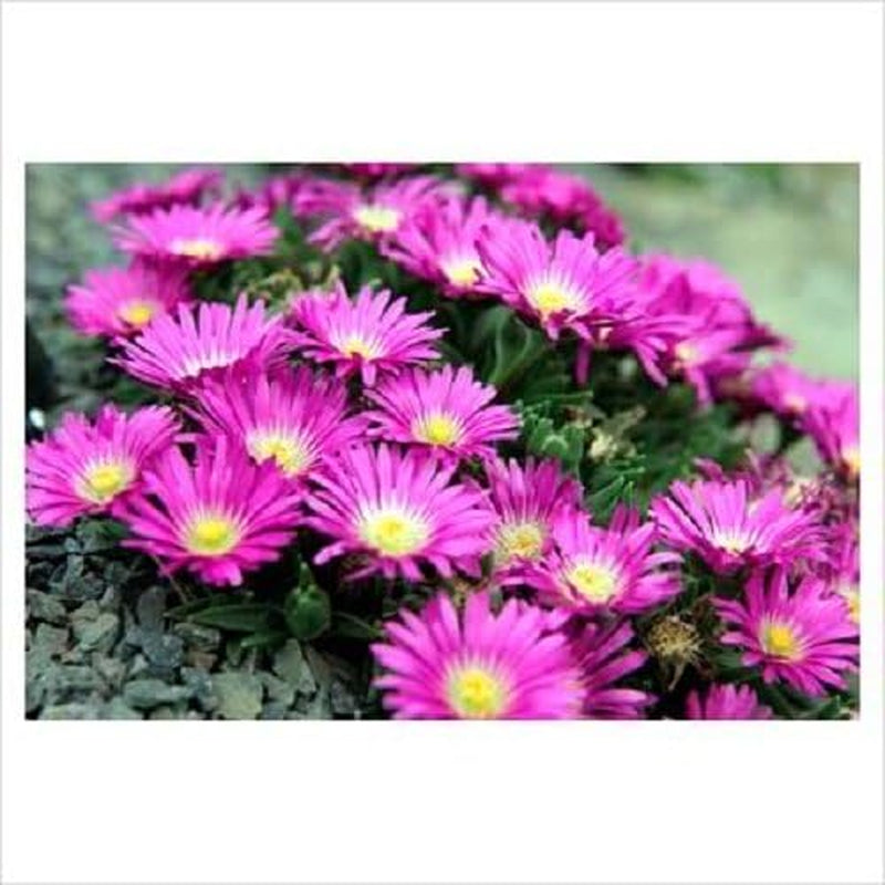 25 Table Mountain ICE Plant Magenta Fuchsia Delosperma Cooperi Flower Seeds