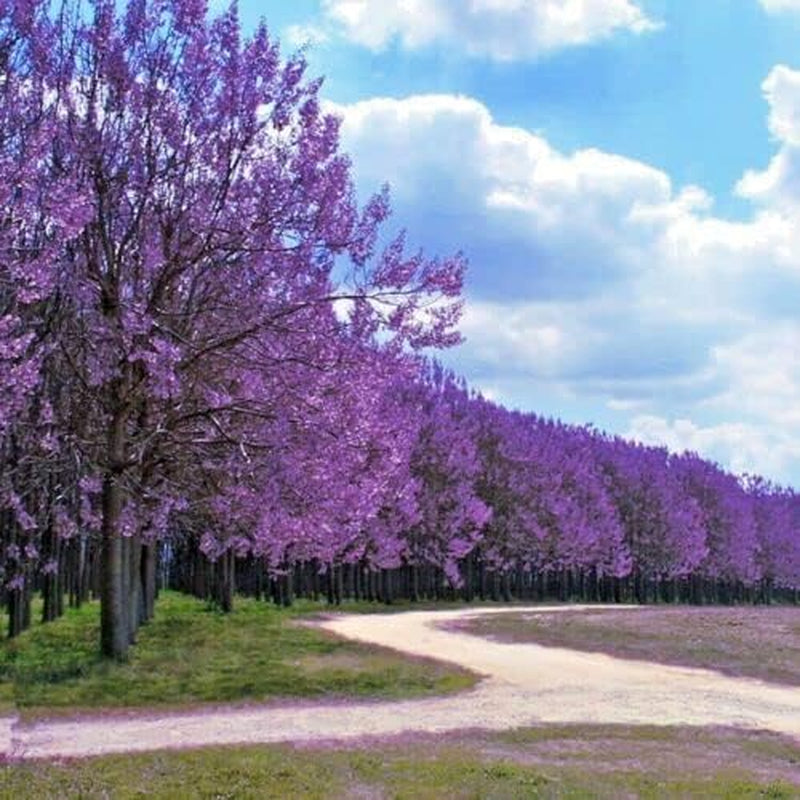 Fresh Seeds - 50 Royal Empress Seeds"Fastest Growing Tree in the World"