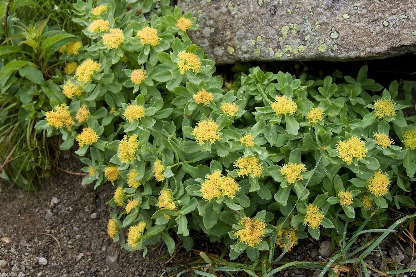 50 Rhodiola Rosea Seeds, Golden Root, Rose Root, Roseroot, RARE Medicinal Plant