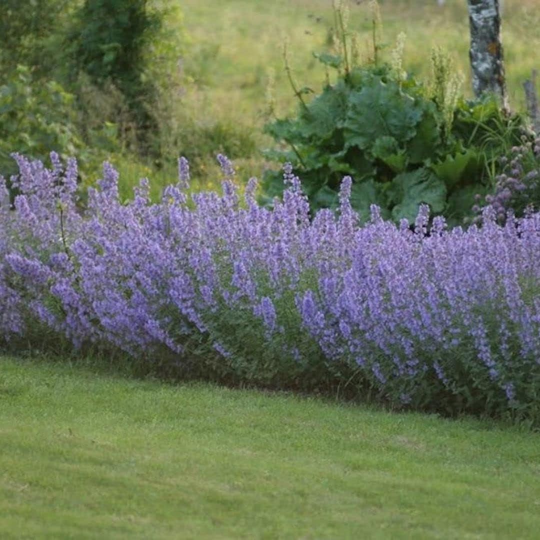 Catmint Seeds- 'Blue Wonder'-(Nepeta Mussinii)-Compact, Heat Tolerant,Perennial (50 Seeds)