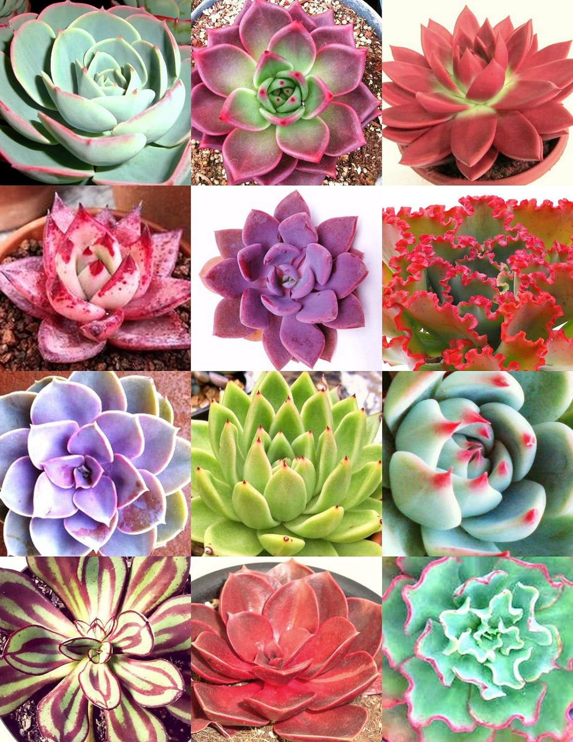 Color ECHEVERIA Mix, Rare Exotic Succulent Hen & Chicks Seed Flowering -20 Seeds