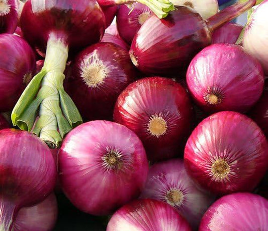 200 Organic Non-Gmo Ruby Red Onion Seeds Burgundy