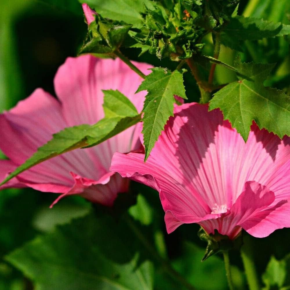 20+ Seeds Tree Mallow Shrub Showy - Lavatera Thuringiaca - Organic Plant Seeds for Your Home and Garden