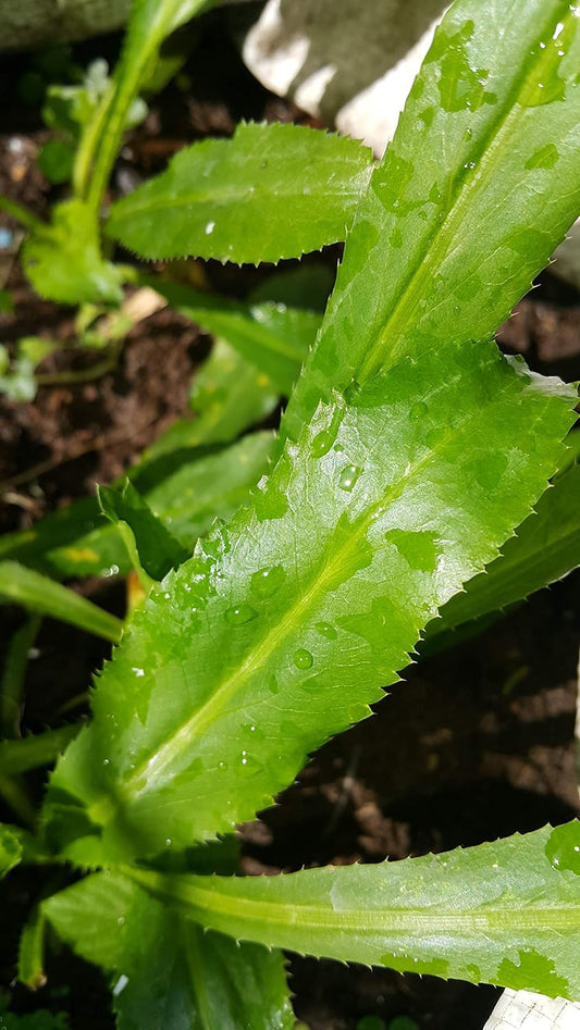 Non-Gmo Organic Vietnamese Culantro 100 Seeds - Also Known as Recao Long Coriander Mexican Coriander Thai Parsley NGO GAI Eryngium Foetidum Chadon Beni