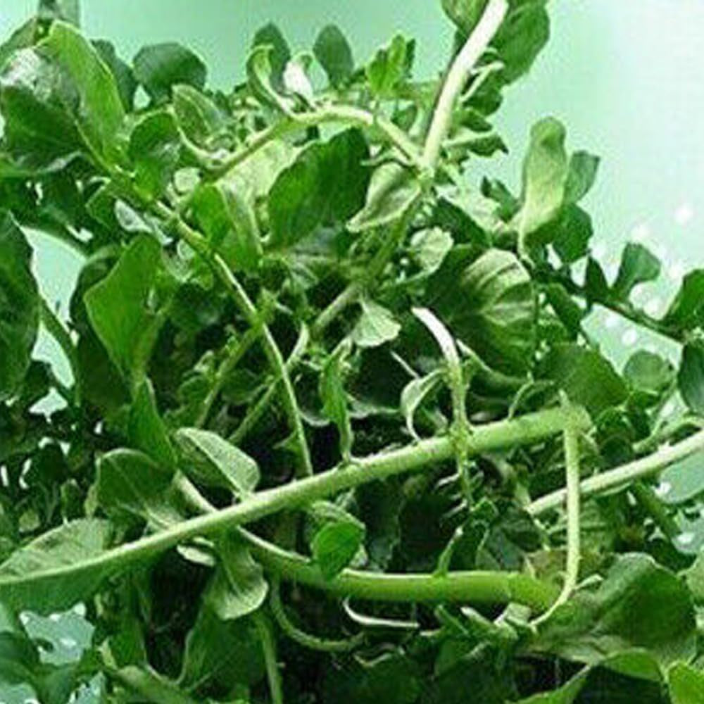 1000 Cress Seeds: Upland Cress, Garden Cress, American Cress, Creasy Green - Organic Fresh Seeds for Planting - Seeds for Home and Garden