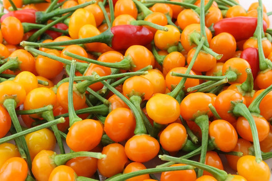 Aji Charapita,Hot Pepper, 25 Seeds, Little Yellow Fire Balls!”