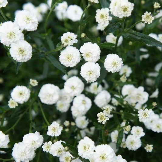 100 Seeds White Pearl Yarrow Flower - Organic Fresh Seeds for Planting - Live Seeds for Home and Garden
