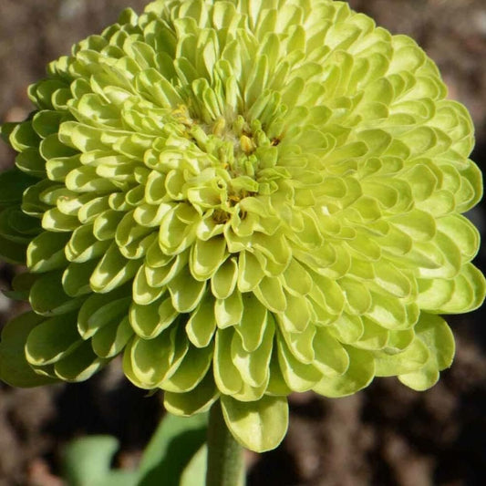 100 Seeds Zinnia Envy Elegans Lime Green Flowers Rare Butterflies Love - Seeds for Planting in Home and Garden - Organic Fresh Seeds