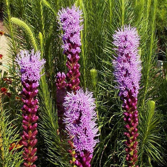 Marsh Blazing Star Wildflower 1000 Seeds - Liatris Spicata - Organic Fresh Seeds for Planting - Live Seeds for Home and Garden