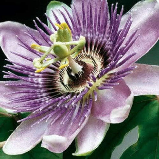 Purple GRANDILLA Passion Flower Passiflora Incarnata Jocad (10 Seeds)