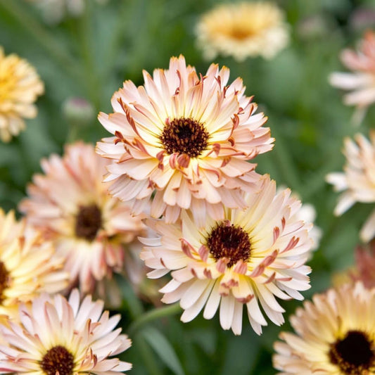 50 Seeds Calendula Sunset Buff Pink Double Blooms Bi-Colored - Organic Flower Seeds for Planting - Live Seeds for Planting