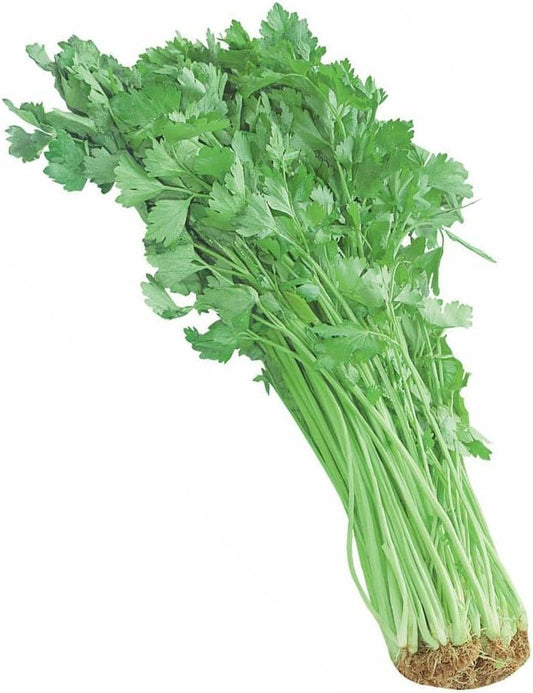 100 Seeds Chinese Celery Seeds Khuenchai Kan-Tsai Kin-Tsai Kunchoy Qincai Kinchay - Organic Fresh Seeds for Planting - Live Seeds for Home and Garden