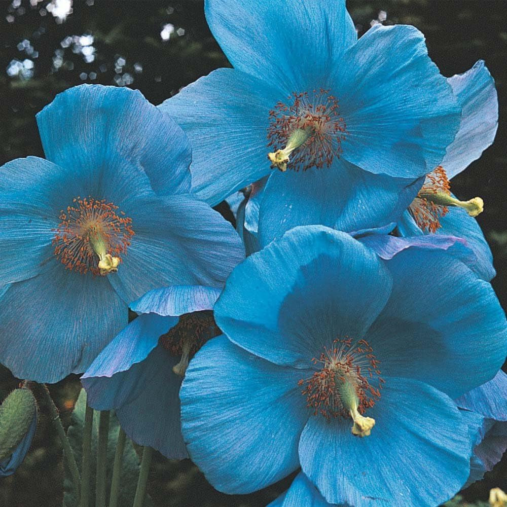(APOP)~"HIMALAYAN BLUE" Poppy~Seed!!!~~~~~~Perennial Variety!