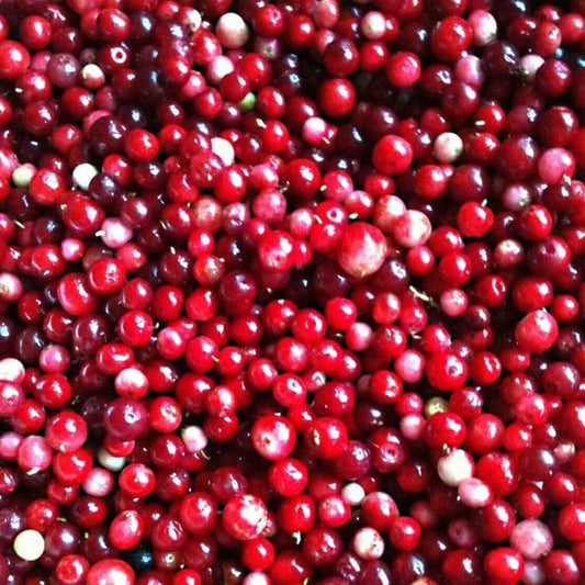 25+ Seeds Lingonberry Vaccinium Vitis-Idaea Superfruit - Berry Cold Tolerant 25+ Seeds for Your Garden