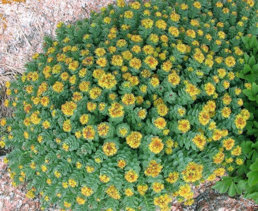 50 Rhodiola Rosea Seeds, Golden Root, Rose Root, Roseroot, RARE Medicinal Plant