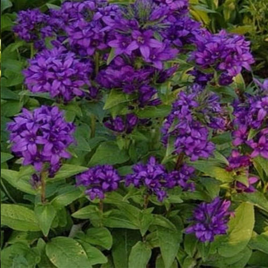 Bellflower Campanula Glomerata - 50 Organic Live Seeds for Planting - Flowers Seeds for Home and Garden