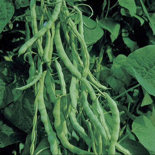 Kentucky Wonder Bush Green Beans 12 Seeds Heirloom - Organic Fresh Seeds for Planting - Live Seeds