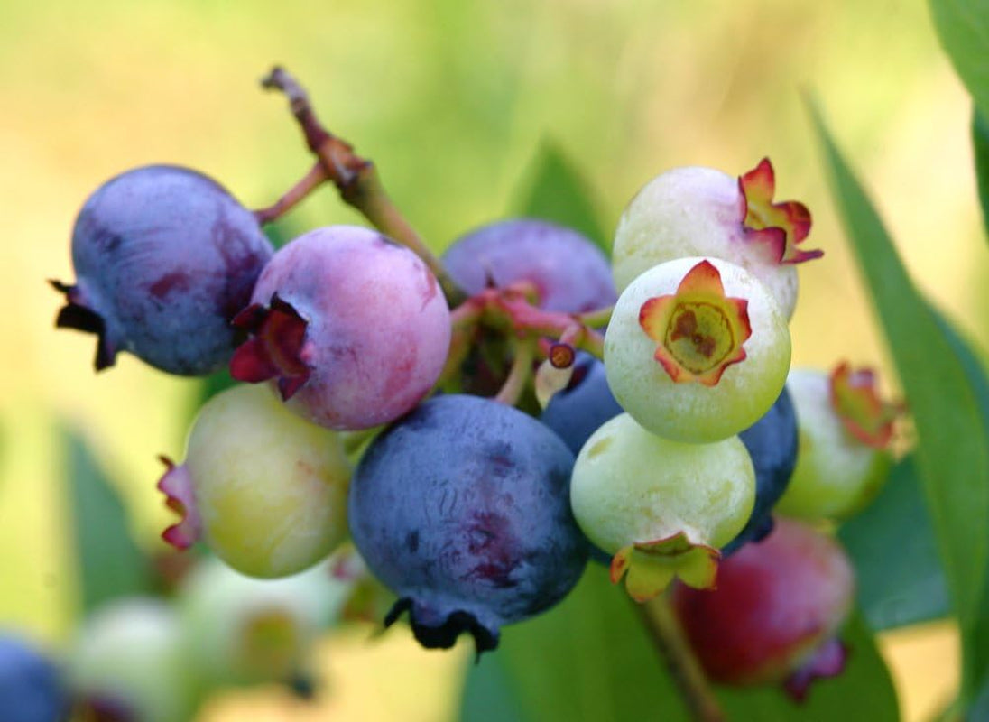 Southern Blueberry 50 Seeds - Blueberries Organic Seeds for Planting, Blueberries Fresh Fruit Seeds, Non GMO Berry Seeds, Dwarf Blueberry Bush Seeds for Planting Indoors