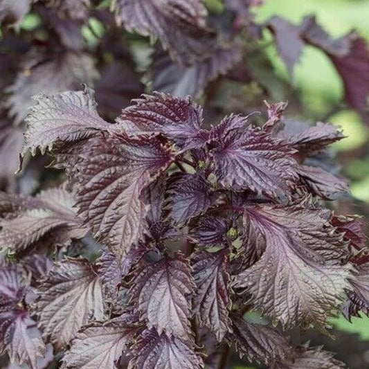 Shiso 350 Seeds Purple Perilla Red Mint Aroma Frilled Leaves Salad Herbs - Organic Fresh Seeds for Planting - Live Seeds for Hoe and Garden