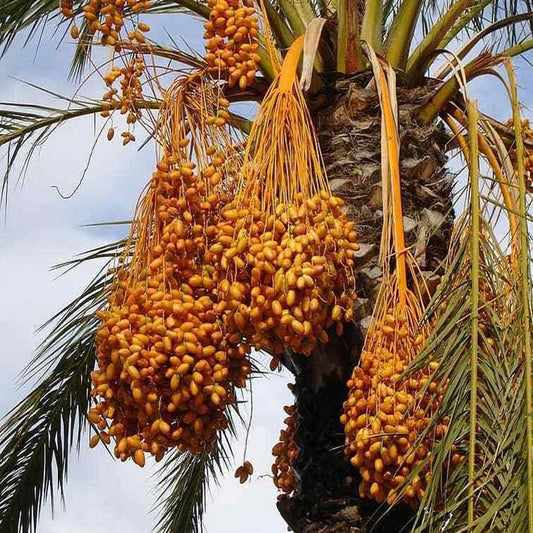 1- Medjool 9+ Inches Date Palm Tree Seedlings Phoenix Dactylifera Food Plant Sapling - 1- Medjool 9+ Inches Date Palm Tree for Landscape