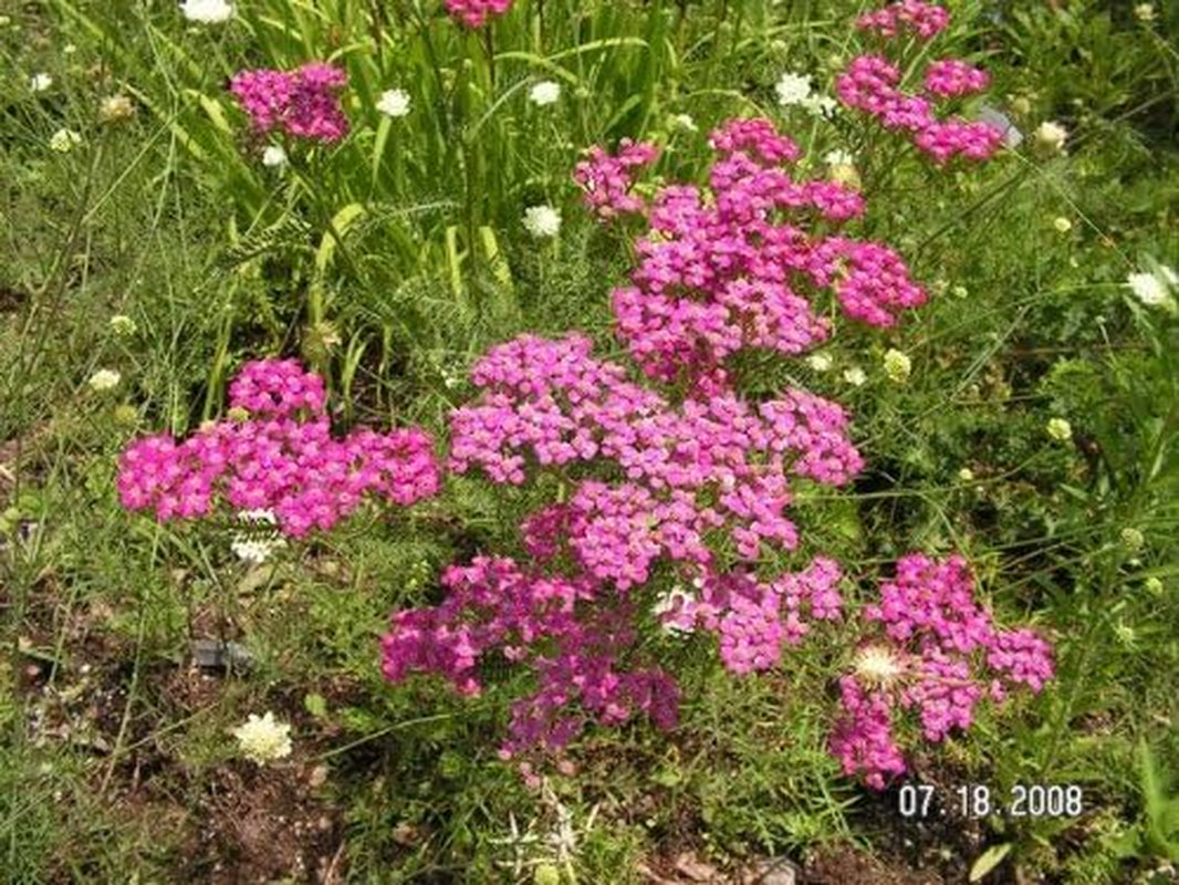 250 PINK CERISE QUEEN YARROW Achillea Millefolium Flower Seeds