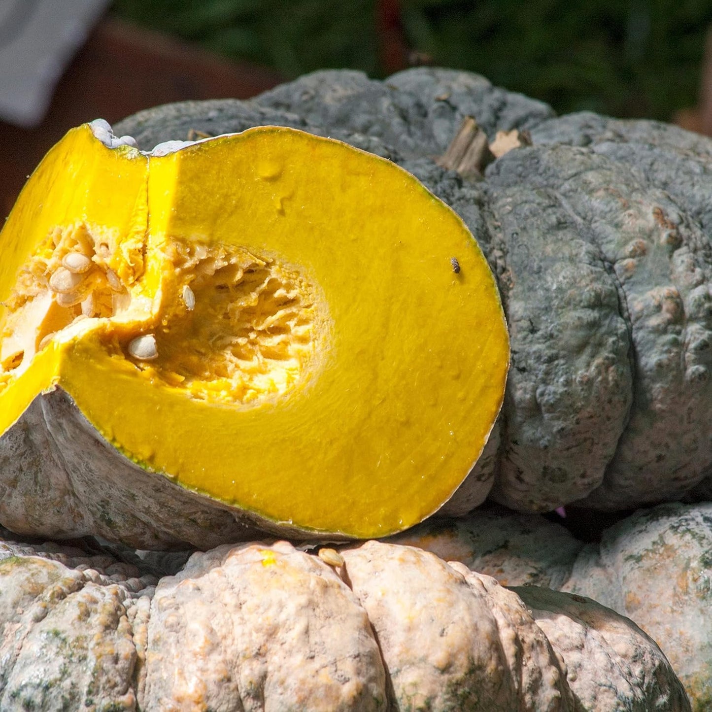20 JAPANESE GREEN PUMPKIN SEEDS - Kabocha - Open Pollinated, Heirloom