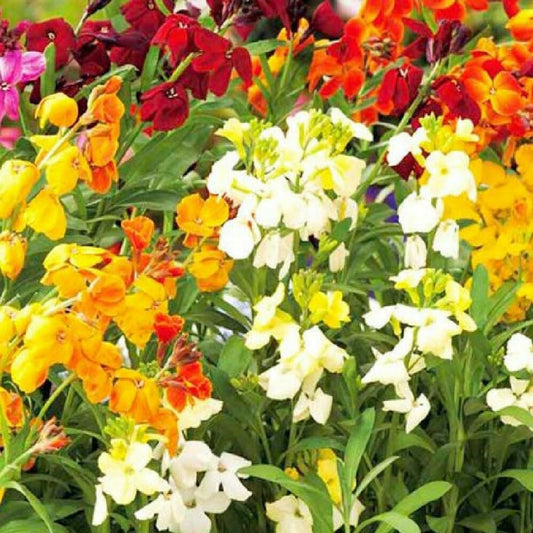 300 Seeds English Wallflower - Organic Fresh Flower Seeds for Planting - Live Seeds for Home and Garden