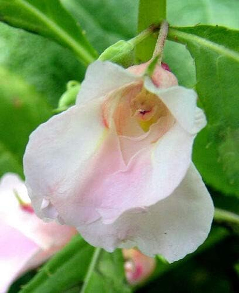 Mixed Impatiens Balsam Balsamina Touch Me Not Jocad (100 Seeds)